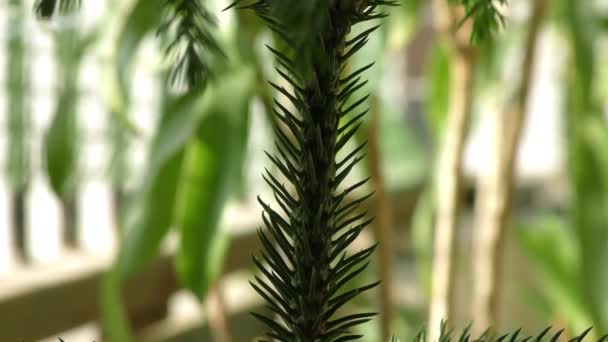 Eine Kiefer mit Ähren und grünen spitzen Blättern zusammen mit anderen Pflanzen - Filmmaterial, Video