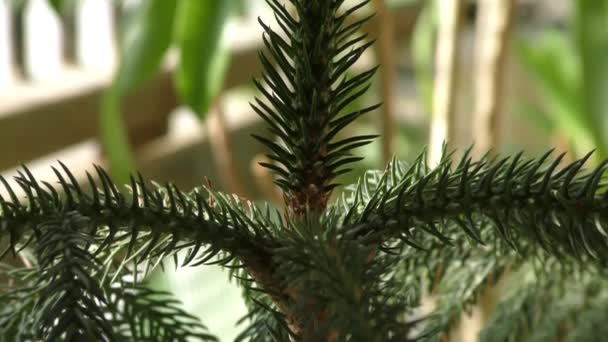 Ένα πεύκο κωνοφόρο δέντρο με αιχμές και πράσινα μυτερά φύλλα - Πλάνα, βίντεο