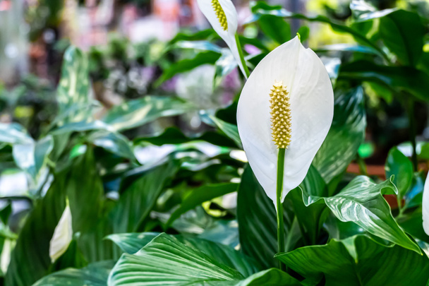Flores de Flamenco Blanco, Anthurium o Laceleaf están floreciendo en el jardín. Flor blanca de la familia de los arum
 - Foto, Imagen