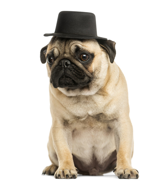 Vue de face d'un chiot Pug portant un chapeau haut de forme, assis, 6 mois o
 - Photo, image