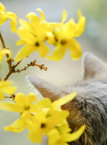 Söpö harmaa kissa vihreillä silmillä keltaisten kukkien välissä. Kissan korvat kukkivat kukat kotona lähellä ikkunoita
. - Valokuva, kuva
