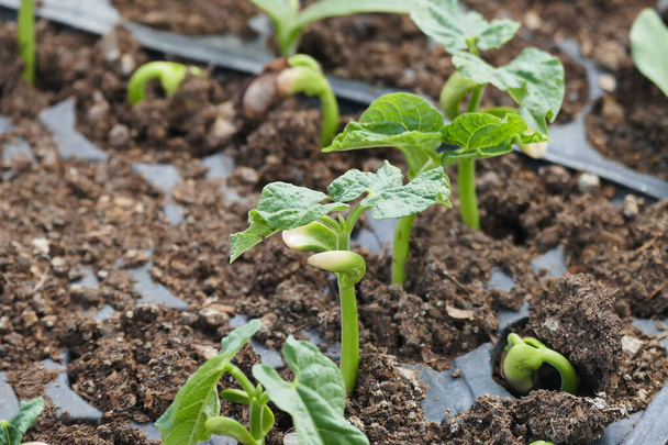 desenvolvimento de uma semente de feijão recém-brotada no solo
, - Foto, Imagem