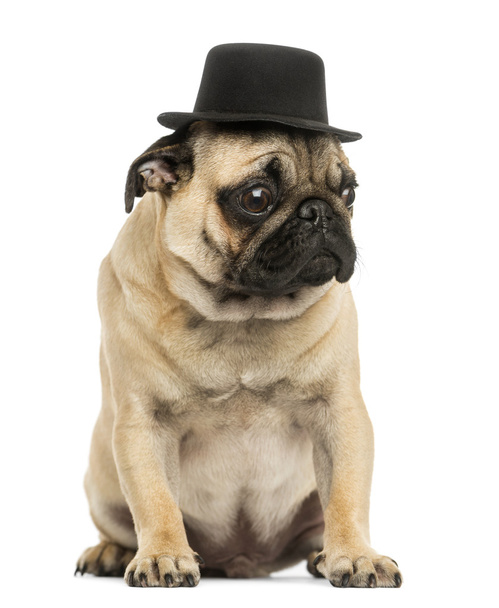 Вид спереди щенка мопса в верхней шляпе, сидящего, 6 месяцев o
 - Фото, изображение