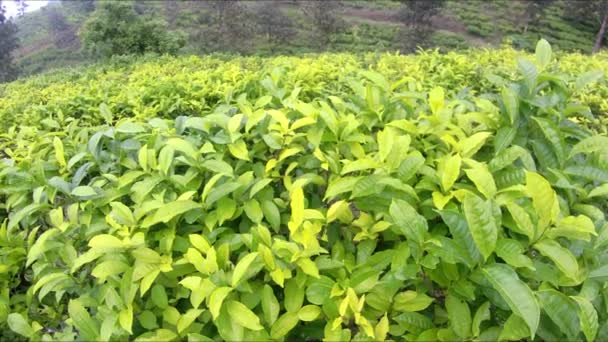 natuurlijk landschap van groene thee plantages is echt mooi - Video