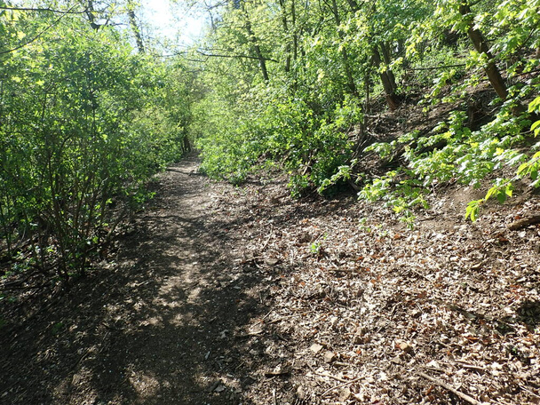 gyönyörű rejtett ösvény a zöld erdőben tavasszal - Fotó, kép