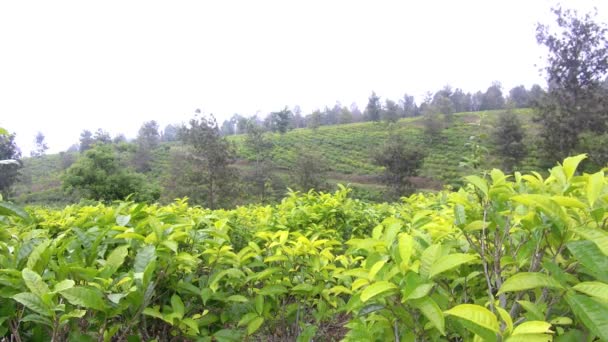 natural scenery of green tea plantations is truly beautiful - Footage, Video