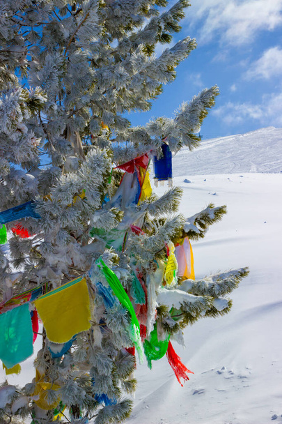 Bandiere di preghiera buddiste colorate su un albero di cedro su una montagna innevata in una giornata invernale soleggiata
. - Foto, immagini