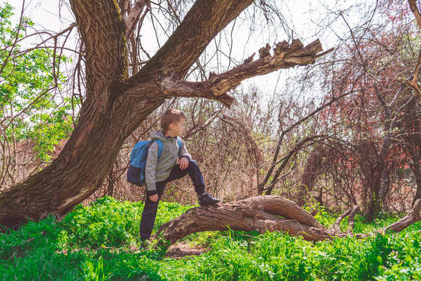 Viajero en solitario - joven excursionista en el bosque de primavera, permanecer en la hierba verde y mirando cuidadosamente a la distancia
 - Foto, imagen