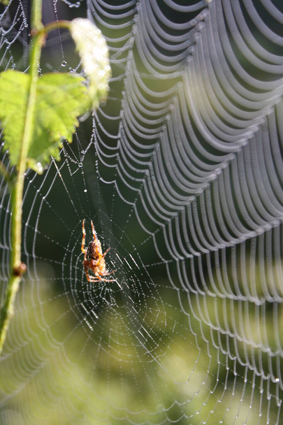 close up of spider in center of web, nature trap - Фото, изображение