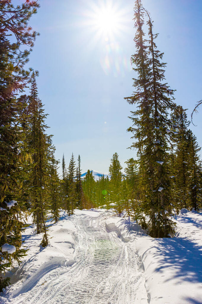 Zimní krajina v zasněženém jehličnatém lese s jasným sluncem a slunečním svitem v přírodním parku Ergaki, Západní Sajské hory na jižní Sibiři, Rusko - Fotografie, Obrázek
