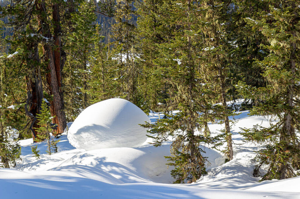 Zimní krajina za jasného slunečného dne v zasněženém jehličnatém lese s bizarními závějemi. Sibiřská tajga v přírodním parku Ergaki, Západní Sajské hory na jižní Sibiři, Rusko - Fotografie, Obrázek