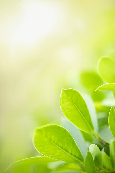 Close-up de bela natureza vista folha verde no fundo vegetação borrada sob a luz solar com bokeh e espaço de cópia usando como plano de fundo paisagem plantas naturais, ecologia conceito papel de parede
. - Foto, Imagem