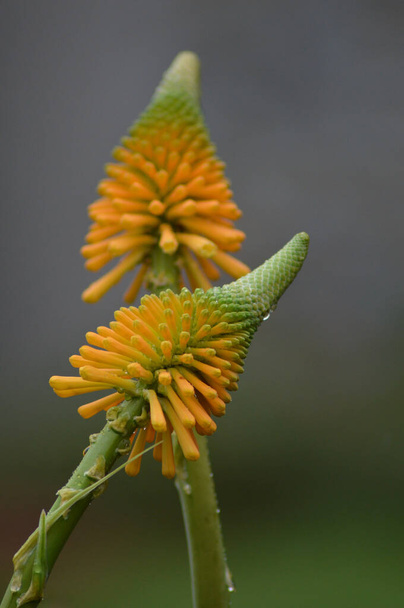 Beautiful bloom of a yellow red hot poker flower in garden - Photo, Image