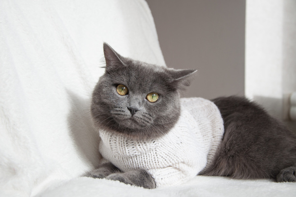 bonito britânico cinza gato no branco suéter no branco fundo cópia espaço em casa
 - Foto, Imagem
