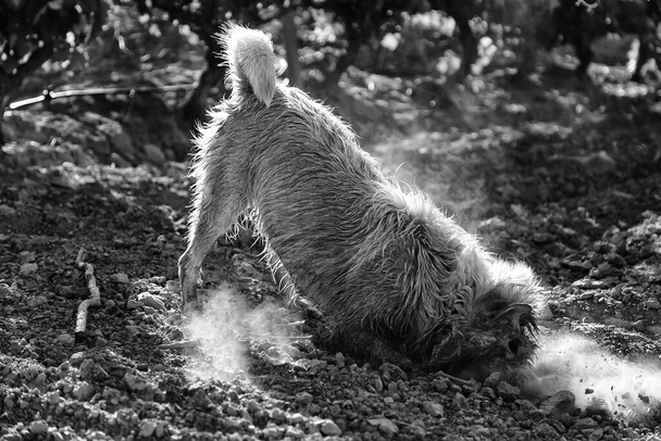 Perro fregando lodo en el campo, animales y naturaleza
 - Foto, Imagen