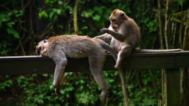 Ahşap bir inşaatta oturan maymun ailesi. Bali Endonezya. - Video, Çekim