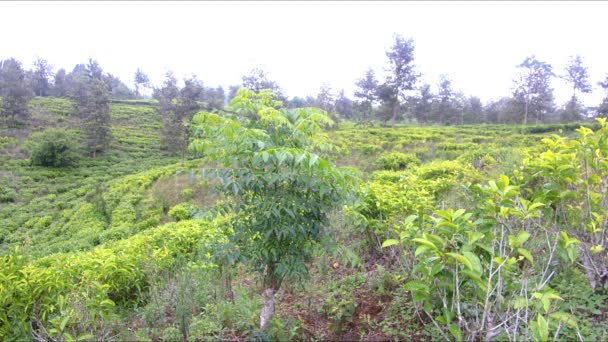 naturalne krajobrazy plantacji zielonej herbaty jest naprawdę piękne - Materiał filmowy, wideo