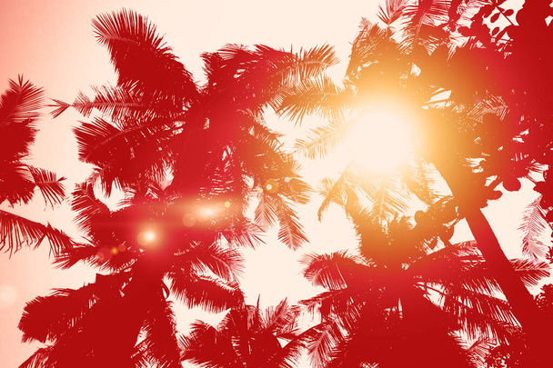 Reise-Hintergrund mit tropischen Palmen in hellen Sonnenstrahlen und grellen Farben. Palmblätter gegen den Sonnenuntergang im Vintage-Ton - Foto, Bild