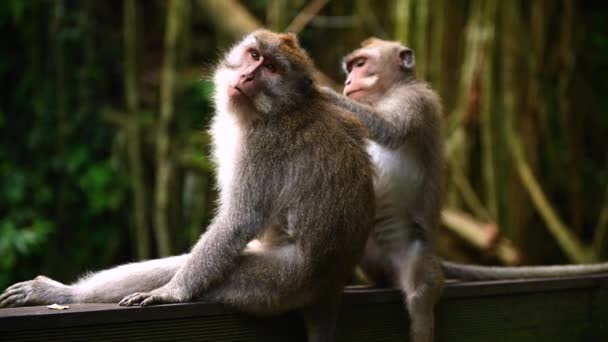 Familia de monos sentados en una construcción de madera. Bali Indonesia
. - Metraje, vídeo