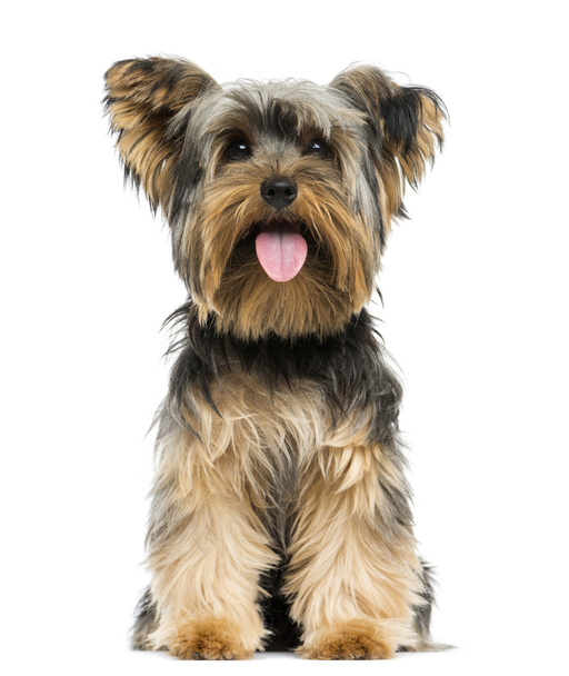 Front view of a Yorkshire Terrier sitting, panting, 9 months old - Photo, Image