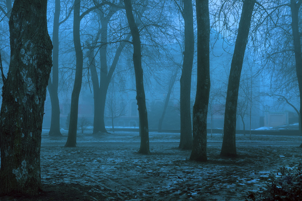 Arbres dans le brouillard tôt le matin d'automne. Arbres, brouillard dans le parc. Brouillard dans la forêt. Automne fond sombre
. - Photo, image