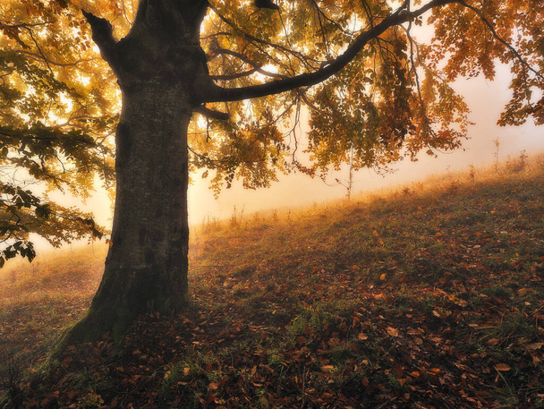 Sonbahar ormanı. Karpat dağlarında gizemli bir orman - Fotoğraf, Görsel
