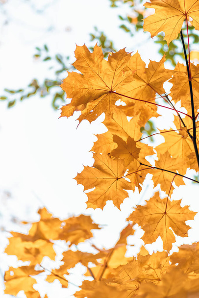 Yellow maple leaves closeup, autumn background of nature - 写真・画像