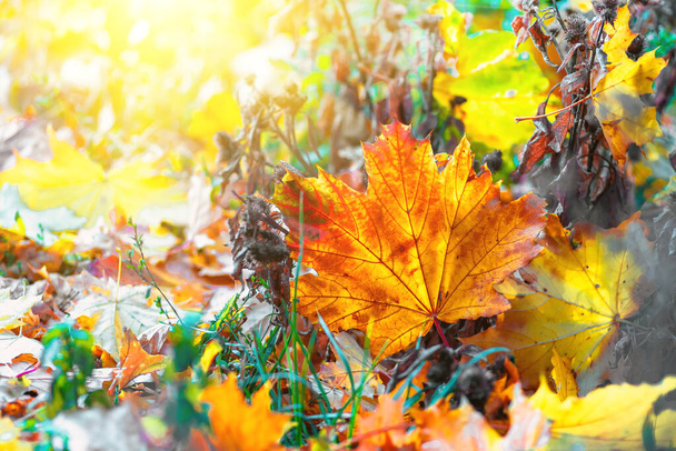 πολύχρωμα φύλλα σφενδάμου φθινόπωρο closeup, φθινόπωρο φυσικό υπόβαθρο - Φωτογραφία, εικόνα
