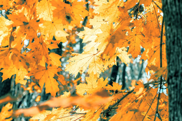 Красочные кленовые листья крупным планом на фоне деревьев в осеннем лесу, желтые кленовые листья, фон природы
 - Фото, изображение