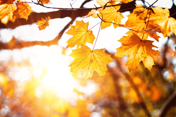 Kleurrijke esdoorn bladeren close-up op een achtergrond van bomen in een herfst bos, gele esdoorn bladeren, achtergrond van de natuur - Foto, afbeelding