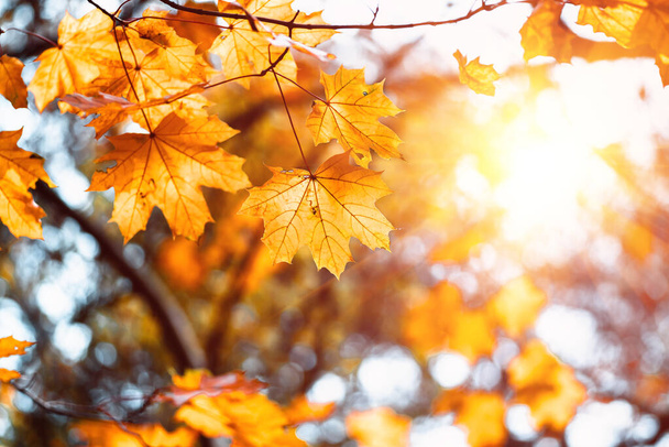 Bunte Ahornblätter Nahaufnahme auf einem Hintergrund von Bäumen in einem Herbstwald, gelbe Ahornblätter, Hintergrund der Natur - Foto, Bild