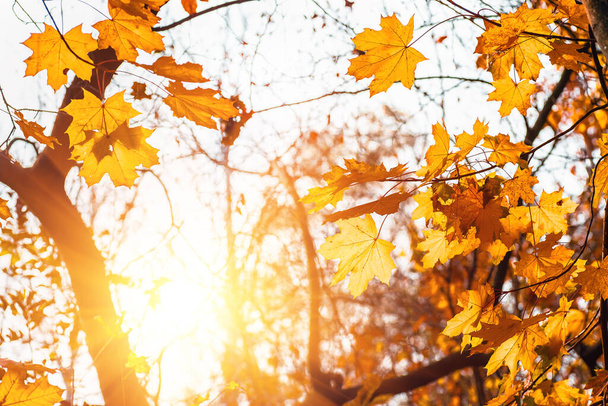 Feuilles d'érable colorées en gros plan sur un fond d'arbres dans une forêt d'automne, feuilles d'érable jaune, fond de nature
 - Photo, image