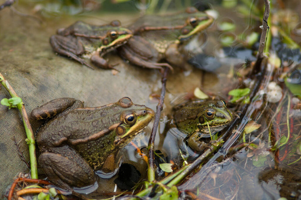 Ranas perezs Pelophylax perezi en un estanque
. - Foto, Imagen
