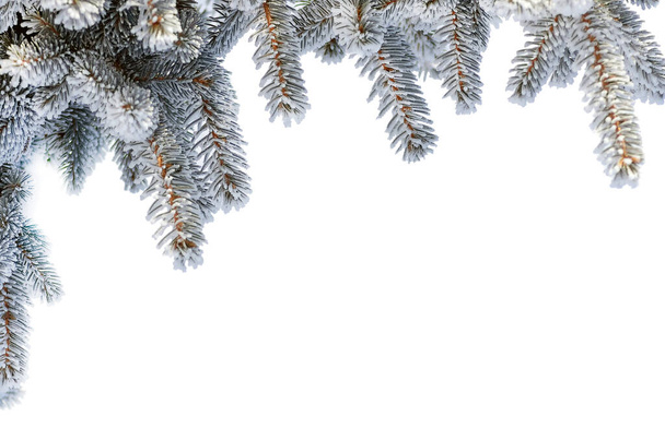 Twigs of fir tree in the snow with copy space, Isolated on white Christmas and New Year winter background. Greeting card - Photo, Image