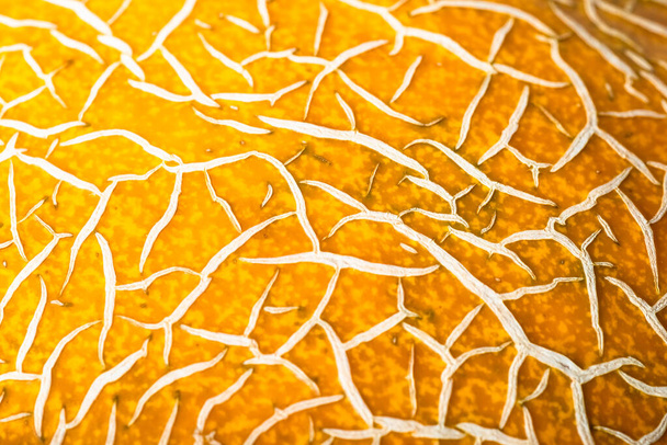 peel of ripe melon, yellow orange peel of ripe melon closeup, abstract background. - Фото, изображение