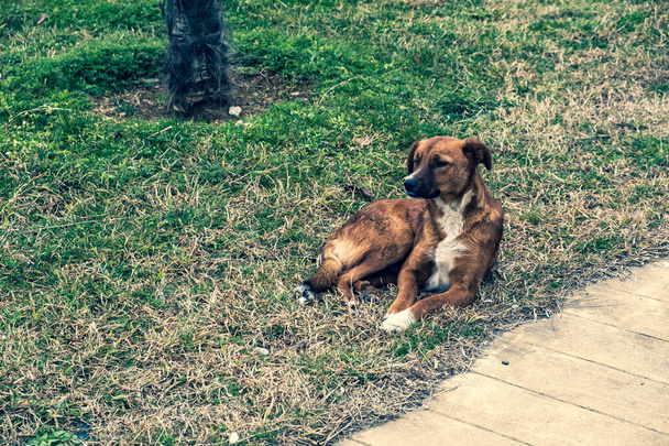 Бездомные собаки на улицах города. Животные ищут еду. Бродячая собака лежит на бульваре. Город Батуми, Джорджия. Местные власти регистрируют животных, ведут учет. Местные жители кормят собак
. - Фото, изображение