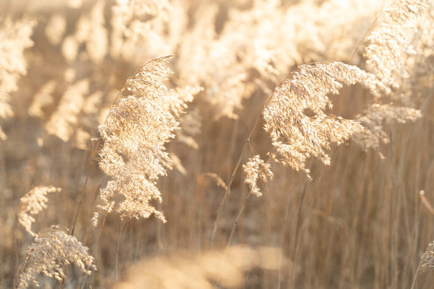 Grass on the river golden hour Background  - 写真・画像