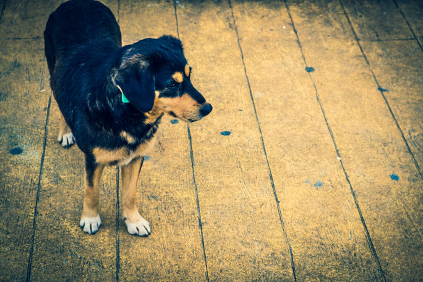 Dakloze honden op straat. Dieren zijn op zoek naar voedsel. Een zwerfhond ligt op de boulevard. De stad Batumi, Georgië. Lokale autoriteiten registreren dieren, houden een register bij. Lokale bewoners voeren honden. - Foto, afbeelding