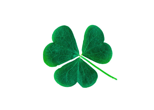 St. Patrick's Day symbol. Lucky shamrock clover green heart-shaped leaves isolated on white background in 1:1 macro lens shot - Photo, Image