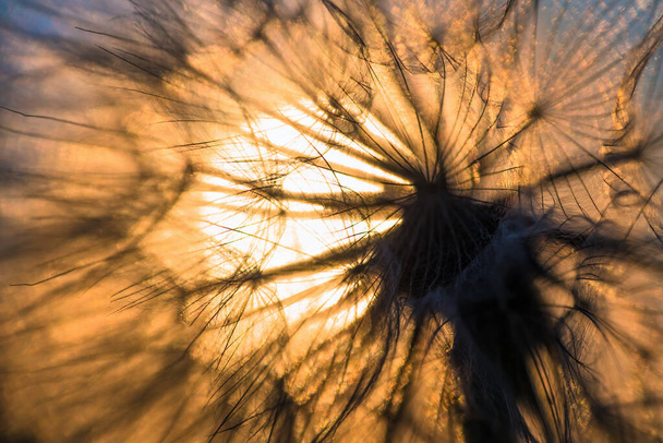 Pampeliška detailní záběr proti slunci a obloze během svítání, meditativní letní zen pozadí - Fotografie, Obrázek