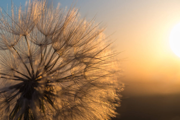 Dandelion zbliżenie przed słońcem i niebem podczas świtu, medytacyjne lato zen tło - Zdjęcie, obraz