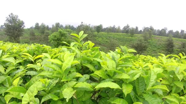 natural scenery of green tea plantations is truly beautiful - Footage, Video