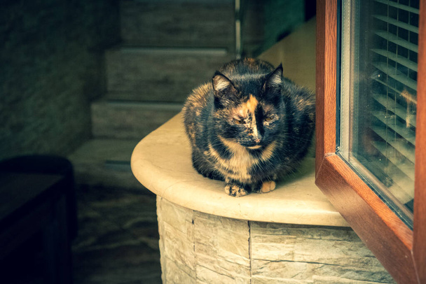 Een veelkleurige kat zit op een tafel. Uitzicht door het raam vanaf de straat. - Foto, afbeelding