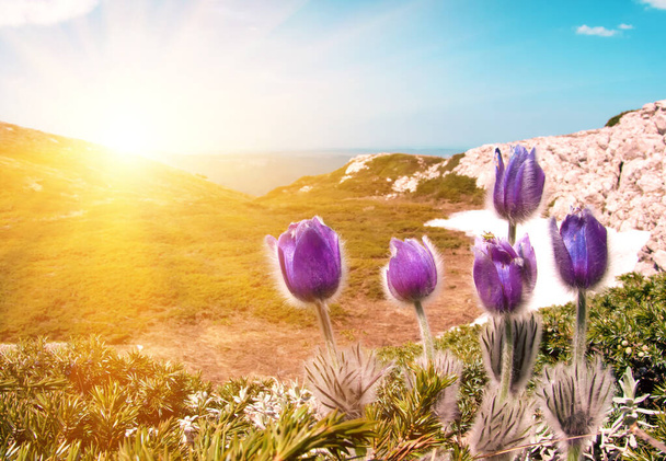 Fioletowe puszyste kwiaty Pulsatilla patens kwitnące w górach, zbliżenie - Zdjęcie, obraz