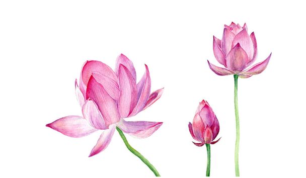 Hand drawn watercolor illustration Vector Three pink Lotus. - Vektor, obrázek