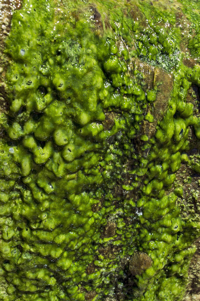 水が流れる海水の近くの岩。強い日光によって生じた緑藻. - 写真・画像