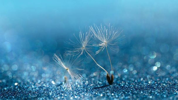 dandelion with beautiful dew drops on blue background. Hope and dreaming concept. - Фото, изображение