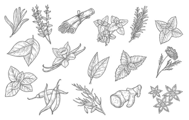 Cooking spices and herb seasonings, vector sketch icons. Herbal condiments and culinary flavorings, cinnamon, vanilla and chili pepper, anise and mint, basil, oregano and bay leaf, dill and parsley - Vector, Image