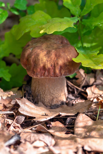 Mushroom Boletus edulis in the spring forest. Big mushroom closeup. Nature background. - Photo, Image