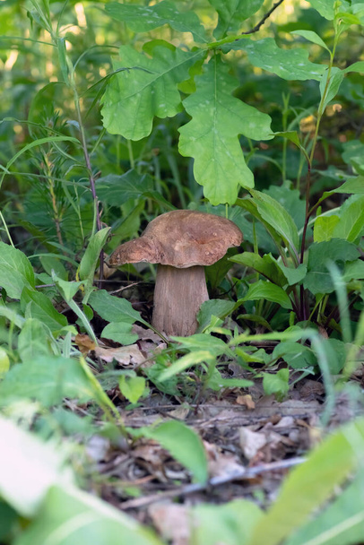 Гриб Boletus edulis в весеннем лесу. Большой грибной крупный план. Природа
. - Фото, изображение